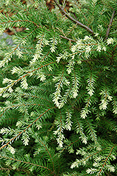 Moon Frost Hemlock (Tsuga canadensis 'Moon Frost') at Sargent's Nursery