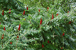 Staghorn Sumac (Rhus typhina) at Sargent's Nursery