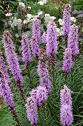 Kobold Blazing Star (Liatris spicata 'Kobold') at Sargent's Nursery