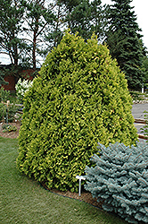 Sunkist Arborvitae (Thuja occidentalis 'Sunkist') at Sargent's Nursery