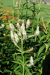 Culver's Root (Veronicastrum virginicum) at Sargent's Nursery