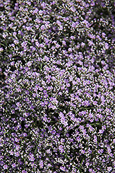 Sea Lavender (Limonium latifolium) at Sargent's Nursery