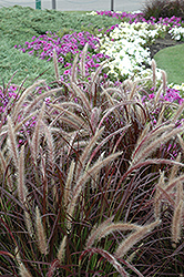 Purple Fountain Grass (Pennisetum setaceum 'Rubrum') at Sargent's Nursery