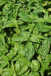 Sweet Basil (Ocimum basilicum) at Sargent's Nursery