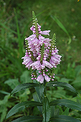 Obedient Plant (Physostegia virginiana) at Sargent's Nursery