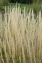 Karl Foerster Reed Grass (Calamagrostis x acutiflora 'Karl Foerster') at Sargent's Nursery