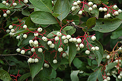 Gray Dogwood (Cornus racemosa) at Sargent's Nursery