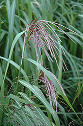 Maiden Grass (Miscanthus sinensis) at Sargent's Nursery