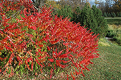 Smooth Sumac (Rhus glabra) at Sargent's Nursery