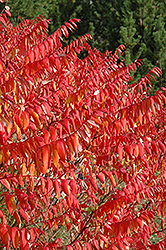 Smooth Sumac (Rhus glabra) at Sargent's Nursery