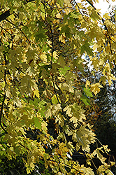 Silver Maple (Acer saccharinum) at Sargent's Nursery