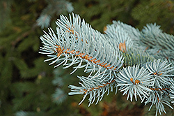 Blue Colorado Spruce (Picea pungens 'var. glauca') at Sargent's Nursery