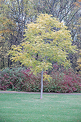 Kentucky Coffeetree (Gymnocladus dioicus) at Sargent's Nursery