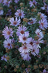 Woods Blue Aster (Symphyotrichum 'Woods Blue') at Sargent's Nursery