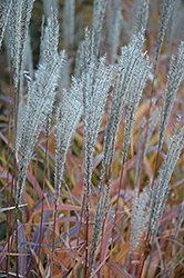 Flame Grass (Miscanthus sinensis 'Purpurascens') at Sargent's Nursery