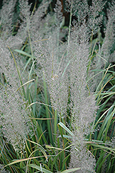 Korean Reed Grass (Calamagrostis brachytricha) at Sargent's Nursery