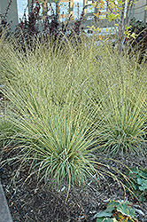 Variegated Moor Grass (Molinia caerulea 'Variegata') at Sargent's Nursery