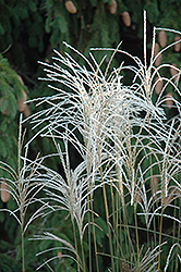Graziella Maiden Grass (Miscanthus sinensis 'Graziella') at Sargent's Nursery