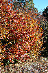American Hornbeam (Carpinus caroliniana) at Sargent's Nursery