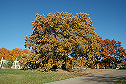 Bur Oak (Quercus macrocarpa) at Sargent's Nursery