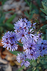 Smooth Aster (Symphyotrichum laeve) at Sargent's Nursery