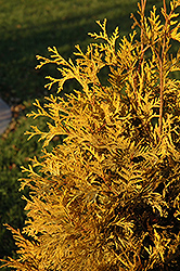Yellow Ribbon Arborvitae (Thuja occidentalis 'Yellow Ribbon') at Sargent's Nursery