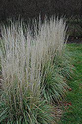 Avalanche Reed Grass (Calamagrostis x acutiflora 'Avalanche') at Sargent's Nursery