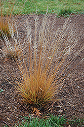Moorflame Moor Grass (Molinia caerulea 'Moorflame') at Sargent's Nursery
