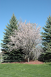Newport Plum (Prunus cerasifera 'Newport') at Sargent's Nursery