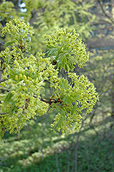 Norway Maple (Acer platanoides) at Sargent's Nursery