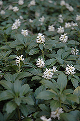 Japanese Spurge (Pachysandra terminalis) at Sargent's Nursery