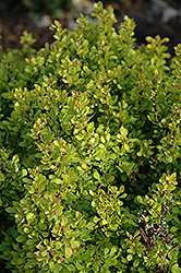 Golden Nugget Japanese Barberry (Berberis thunbergii 'Golden Nugget') at Sargent's Nursery