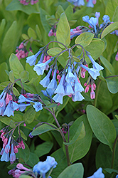 Virginia Bluebells (Mertensia virginica) at Sargent's Nursery