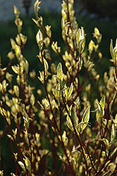 Ivory Halo Dogwood (Cornus alba 'Ivory Halo') at Sargent's Nursery
