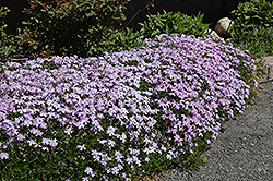 Emerald Blue Moss Phlox (Phlox subulata 'Emerald Blue') at Sargent's Nursery