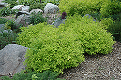 Goldmound Spirea (Spiraea japonica 'Goldmound') at Sargent's Nursery