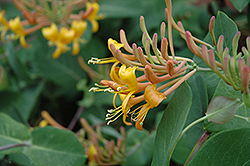 Mandarin Trumpet Honeysuckle (Lonicera 'Mandarin') at Sargent's Nursery