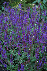 May Night Sage (Salvia x sylvestris 'May Night') at Sargent's Nursery