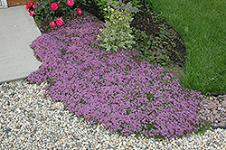 Red Creeping Thyme (Thymus praecox 'Coccineus') at Sargent's Nursery