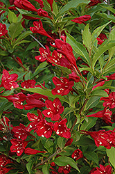 Red Prince Weigela (Weigela florida 'Red Prince') at Sargent's Nursery