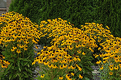 Goldsturm Coneflower (Rudbeckia fulgida 'Goldsturm') at Sargent's Nursery