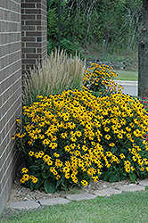 Goldsturm Coneflower (Rudbeckia fulgida 'Goldsturm') at Sargent's Nursery