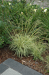 Variegated Moor Grass (Molinia caerulea 'Variegata') at Sargent's Nursery
