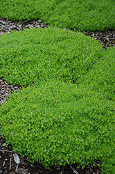 Irish Moss (Sagina subulata) at Sargent's Nursery