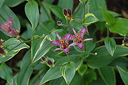 Gilt Edge Toad Lily (Tricyrtis formosana 'Gilt Edge') at Sargent's Nursery