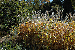 Maiden Grass (Miscanthus sinensis) at Sargent's Nursery