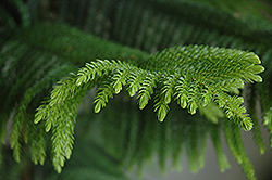 Norfolk Island Pine (Araucaria heterophylla) at Sargent's Nursery