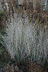 Russian Sage (Perovskia atriplicifolia) at Sargent's Nursery