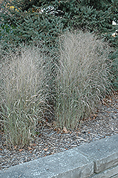 Shenandoah Reed Switch Grass (Panicum virgatum 'Shenandoah') at Sargent's Nursery