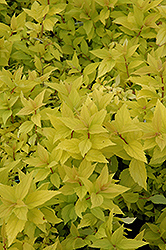 Goldmound Spirea (Spiraea japonica 'Goldmound') at Sargent's Nursery